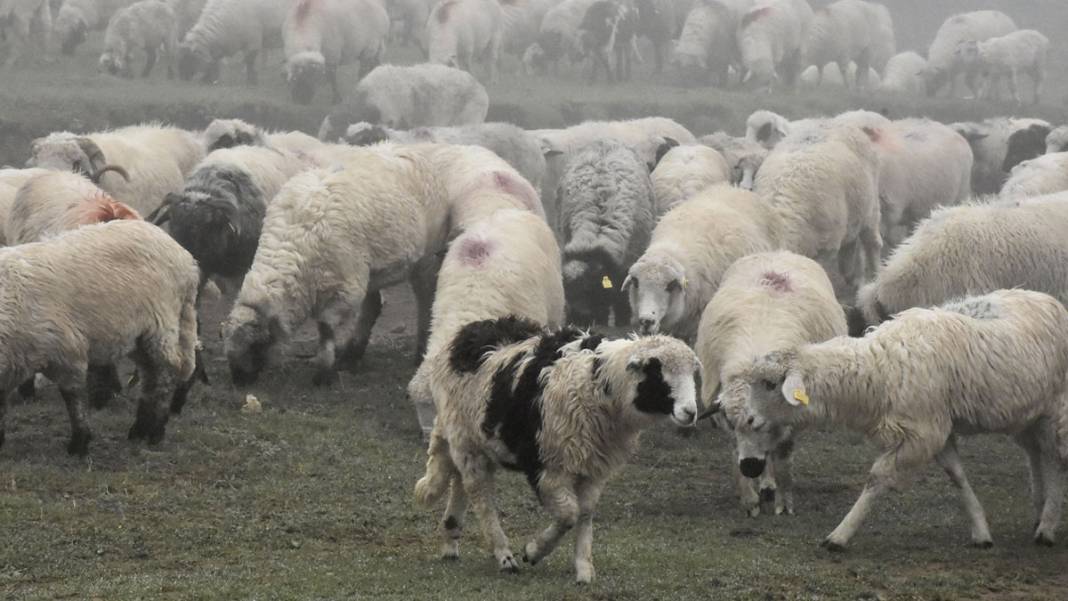 Karadeniz yaylalarında dönüş başladı: Çobanların sisli ve zorlu yolculuğu 8